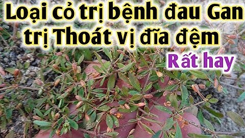 Bài thuốc trị bệnh đau Gann, thoát vị đĩa đệm, đau nhức xương khớp. PHAN HẢI Channel