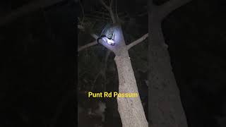Punt Rd Possum