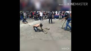 Extreme Manusia Di Gigit Uler Sanca Ukuran 4Meter Masih Sanggup Berdiri Bareng Reptiles Zone