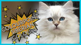 Part 3 - Colourpoint Siberian Colours