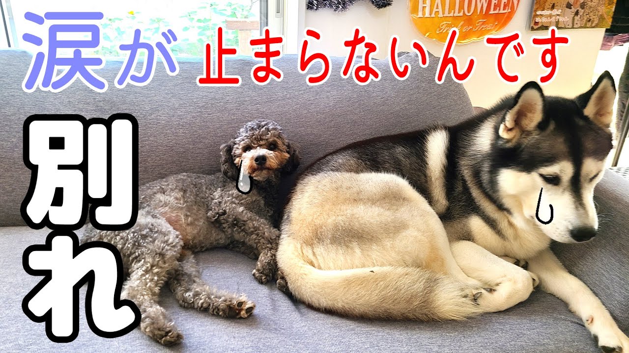 お留守番を隠し撮りしたら飼い主が知らないところで大号泣してた ハスキー犬と保護犬トイプードル Youtube