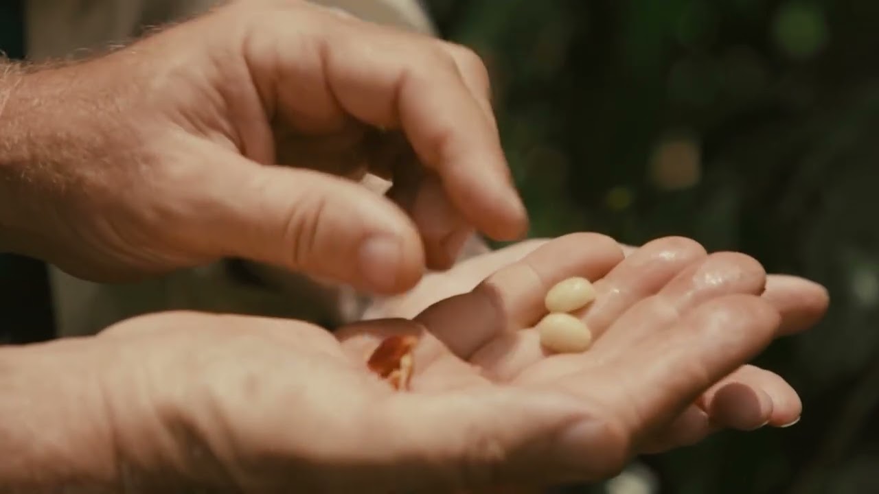 Micro-Batch Roasted in Hawaii | How Fresh Can Coffee Get?