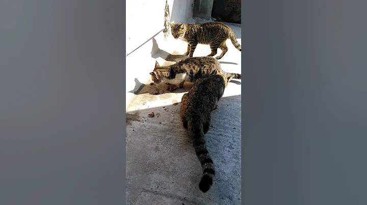 Video 7790161: british cat, cat mating sound, cats catlover, meow, funny cat, kitten