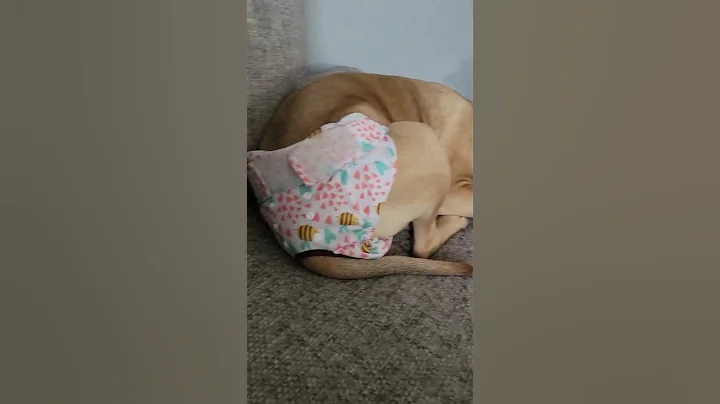 puppy and her diaper she has to wear
