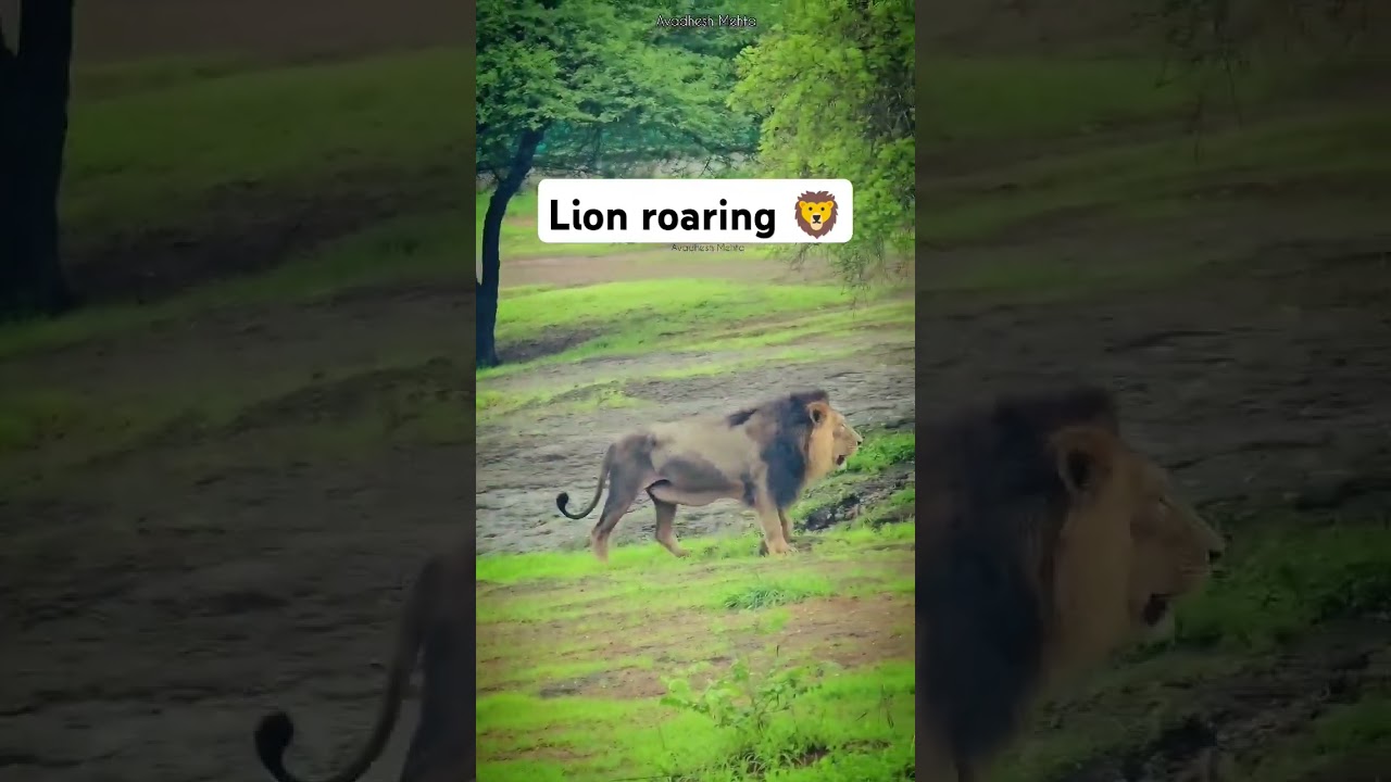 Asiatic lion roaring at sasan gir national park junagadh gujarat India.#lion#roar#wildlife#gir Asiatic lion roaring at sasan gir national park junagadh gujarat India.#lion#roar#wildlife#gir