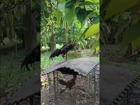 วันหยุดกับลูกหนุ่ม วันหยุดกับลูกหนุ่ม