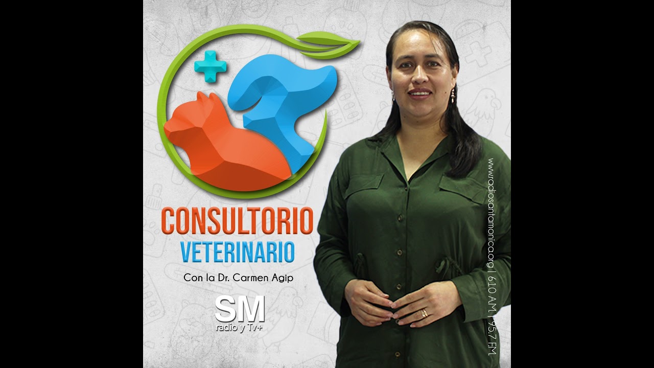 29. ¿Qué es la piometra y cómo afecta a las perritas? | Una enfermedad silenciosa