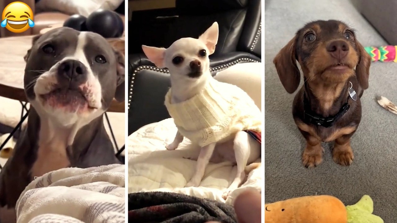 The Funniest DOGS of 2026 So Far 😂 Funny Animal Videos
