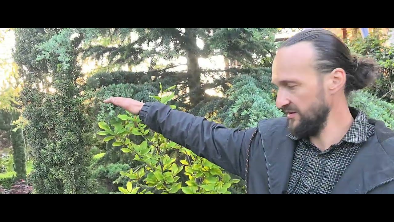 Хвойная экзотика в дворах Бреста