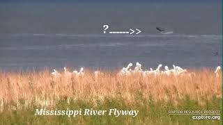 A Fly Way High In The Water 🐋🦈 ▪︎ Mississippi River Flyway ▪︎ 5.14.22 ▪︎ Explore.org