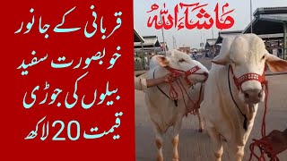 White Color Bulls Jorri 20 Lakh | Qurbani k Janwar 2021|Cow Mandi Rate 2021 | Bakra Mandi 2021