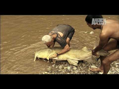 More Monsters: animal.discovery.com An alleged maneater, the goonch catfish lives in the Great Kali River, where it can grow to the size of a person. Be on the lookout for Season 2 of River Monsters with Jeremy Wade - coming in 2010 - on Animal Planet.