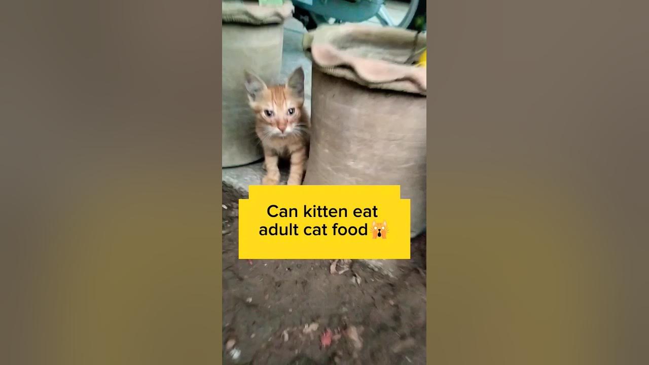can-kitten-eat-adult-cat-food-kittens-kittenfeed-explore-youtube