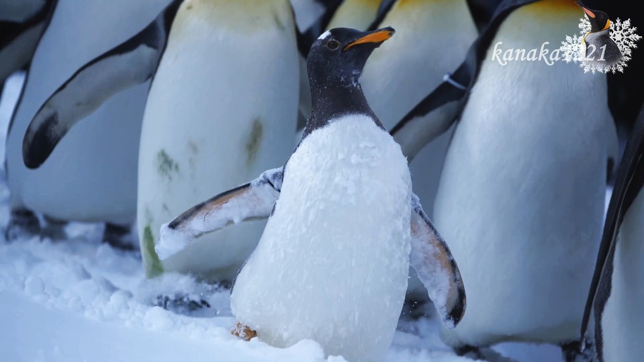 旭山動物園 仔ペンギン48番のお散歩-歩いた方が速いトボガン滑り