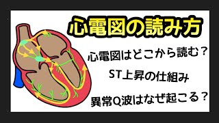 🔰心電図の読み方について解説します❗