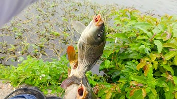 Câu đài kiểu này thì nhanh giàu lắm - câu cá kênh tự nhiên