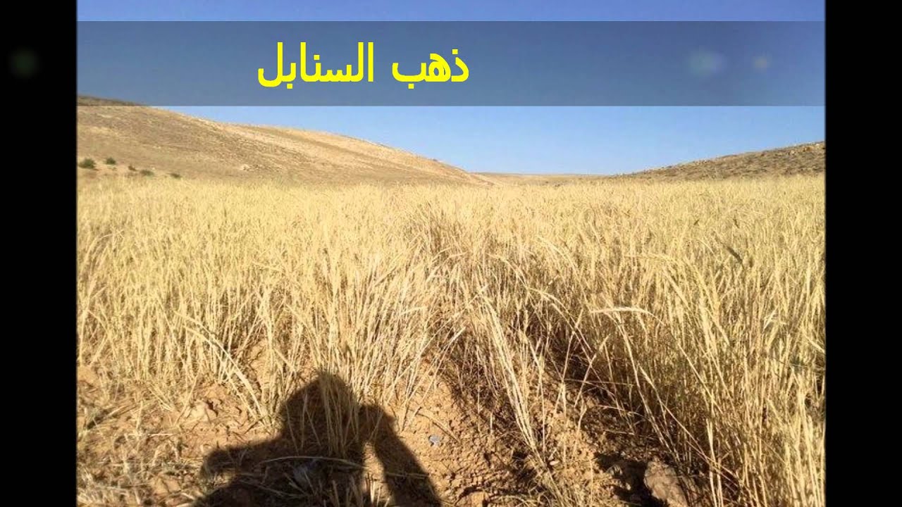 المراح   قلدون  : آه ........  يا بلدي