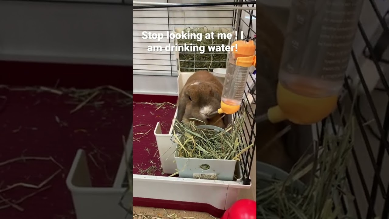 Bijou’s favorite rabbit drinks water