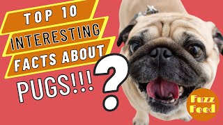 10 interesting FACTS about PUGS!