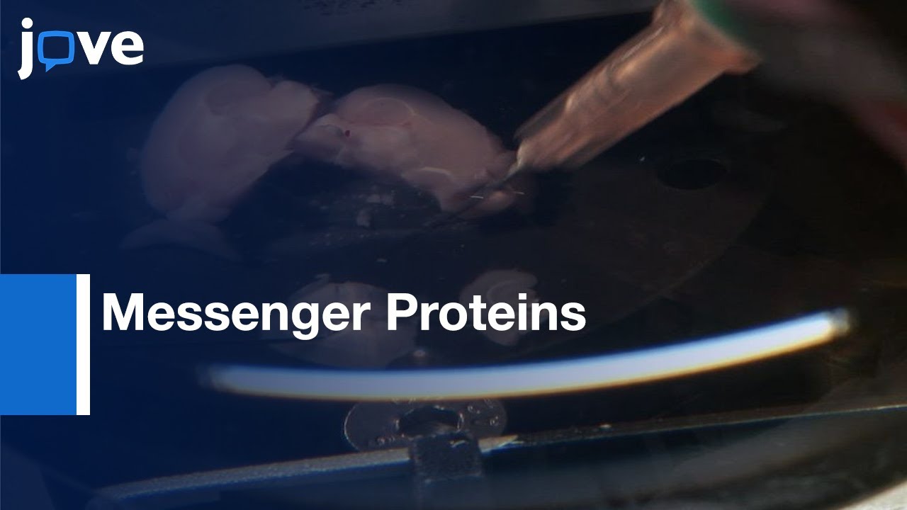 Synapto-nuclear Messenger Proteins Study in Hippocampal Slices | Protocol Preview