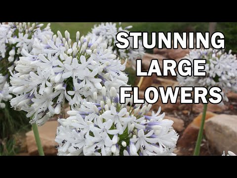 Vídeo: Is Agapanthus Winter Hardy - Obteniu informació sobre la tolerància al fred d'Agapanthus Lily