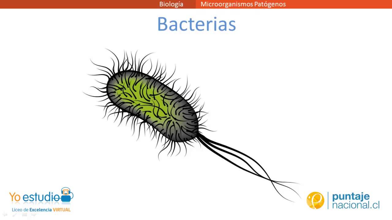 Microorganismos Patógenos - thptnganamst.edu.vn