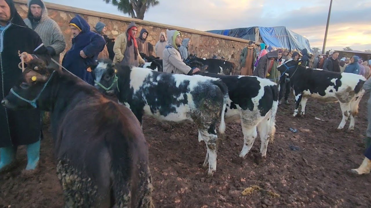 مباشرة من سوق الأسبوعي الاتنين ابن احمد مع. تمن عجول عجلات بكرات