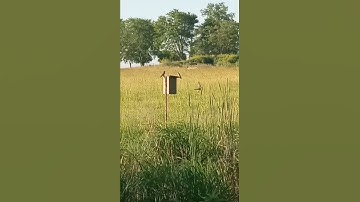 Young Tree Swallows on their Box Nest. #Birds #Nature #Wildlife #Animals #Fledgling #Growth #Shorts.