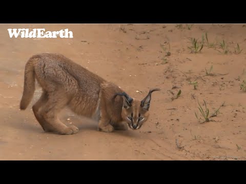 Rare Caracal Sighting