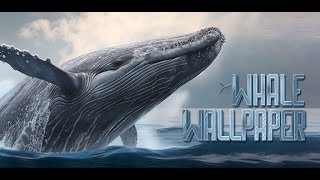 whale wallpaper #whale screenshot 4
