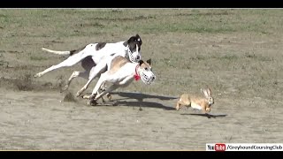 What Is The Name Of The Rabbit At The Dog Races