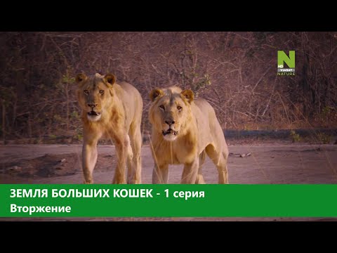 Земля Больших Кошек. 1-Серия. Вторжение