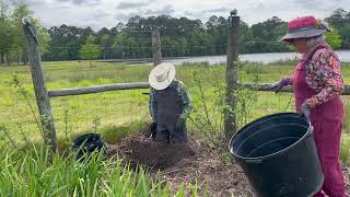 Crape Myrtles: Planting a Tuskegee &amp; Showin New Growth on Others