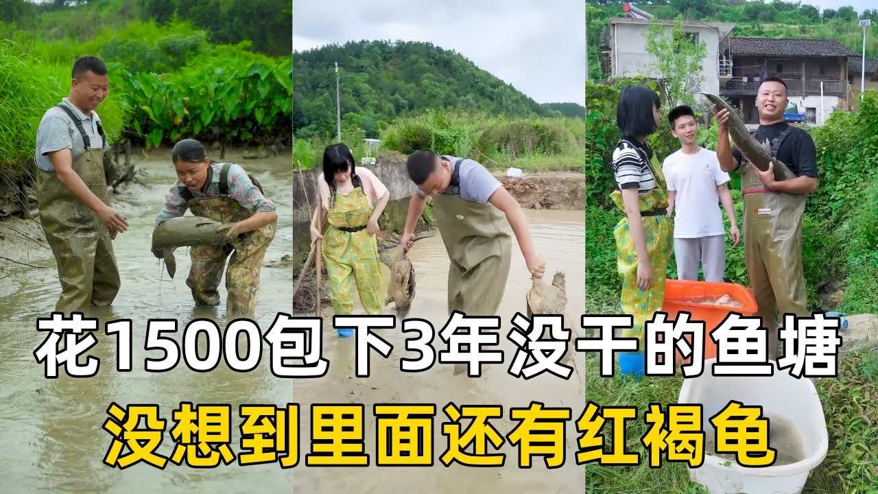 小飞哥花1500元包下表姐家3年没干的鱼塘，没想到里面还有红褐龟！｜花1000元包下泉水鱼塘，里面的鱼竟然这么大！