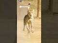Can You REALLY Race a CHEETAH  🐆💨   #speed  #fyp #foryou #foryoupage #viral #trending #tiktoktrend