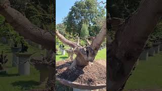 มะขาม ไร่อริยะกาญจนบุรี สวนบอนไซ bonsai