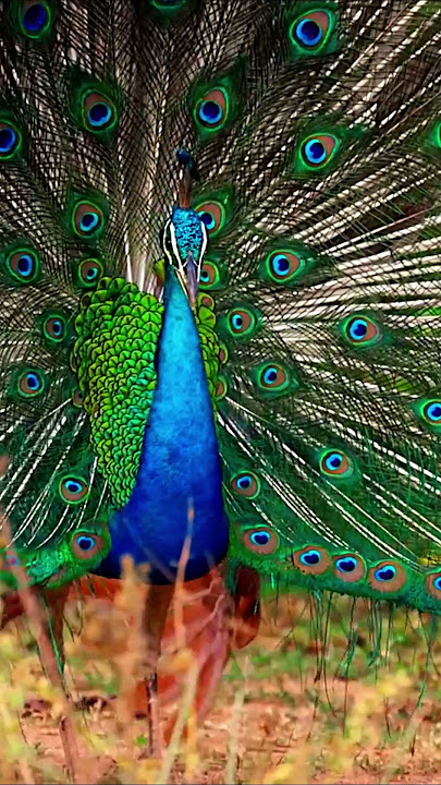 Download lagu #animallife #animalphotos #wildlifeentertainment