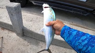 skyway bridge fishing by Machete Fishing 2,720 views 2 years ago 13 minutes, 1 second