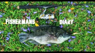 Gold Coast Tilapia Hunting With Lures - Pulling A Fish Off Its Nest ~ Fisherman's Diary Ep 488