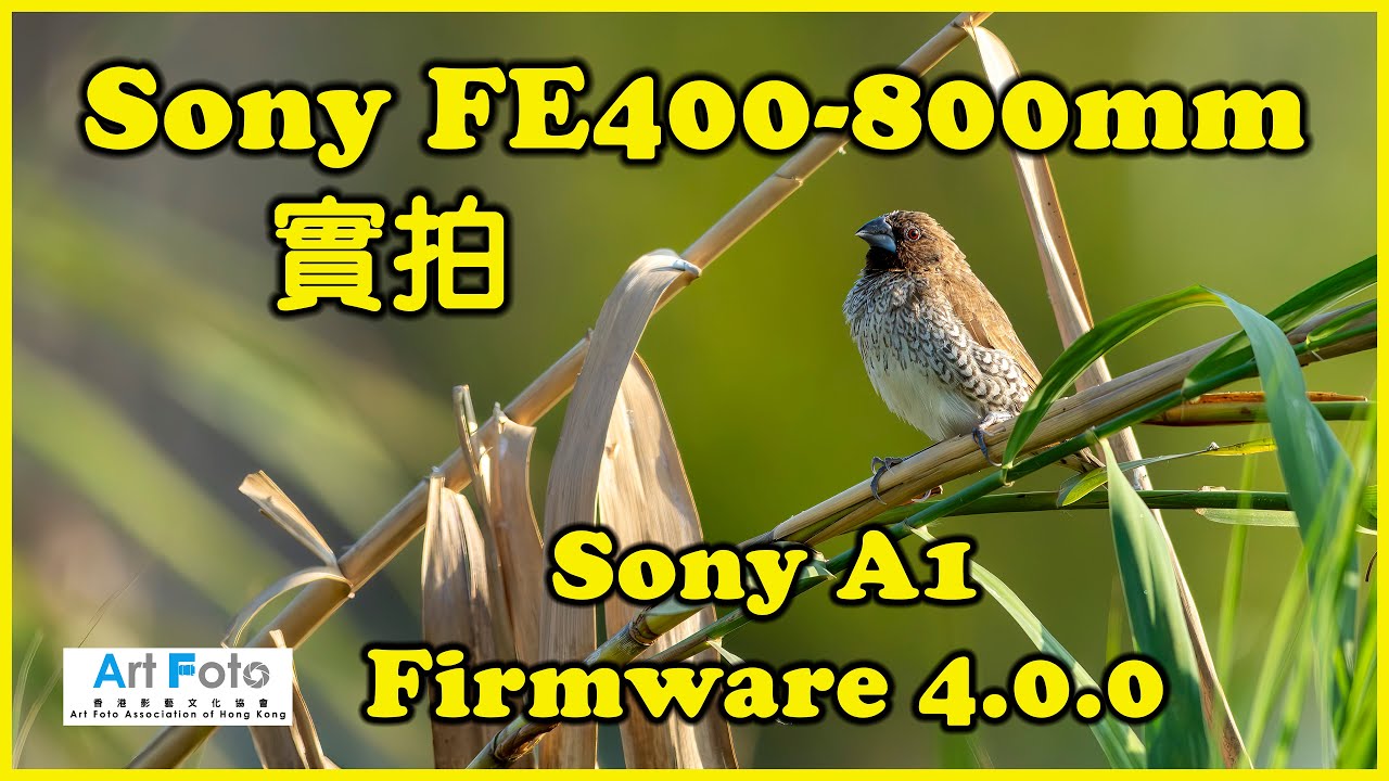 【攝影教學 #635】Sony FE400-800mm 實拍，A1 firmware 4.0.0  (4 of 5) (CC 中文字幕) - Alex Fung FRPS, GMPSA