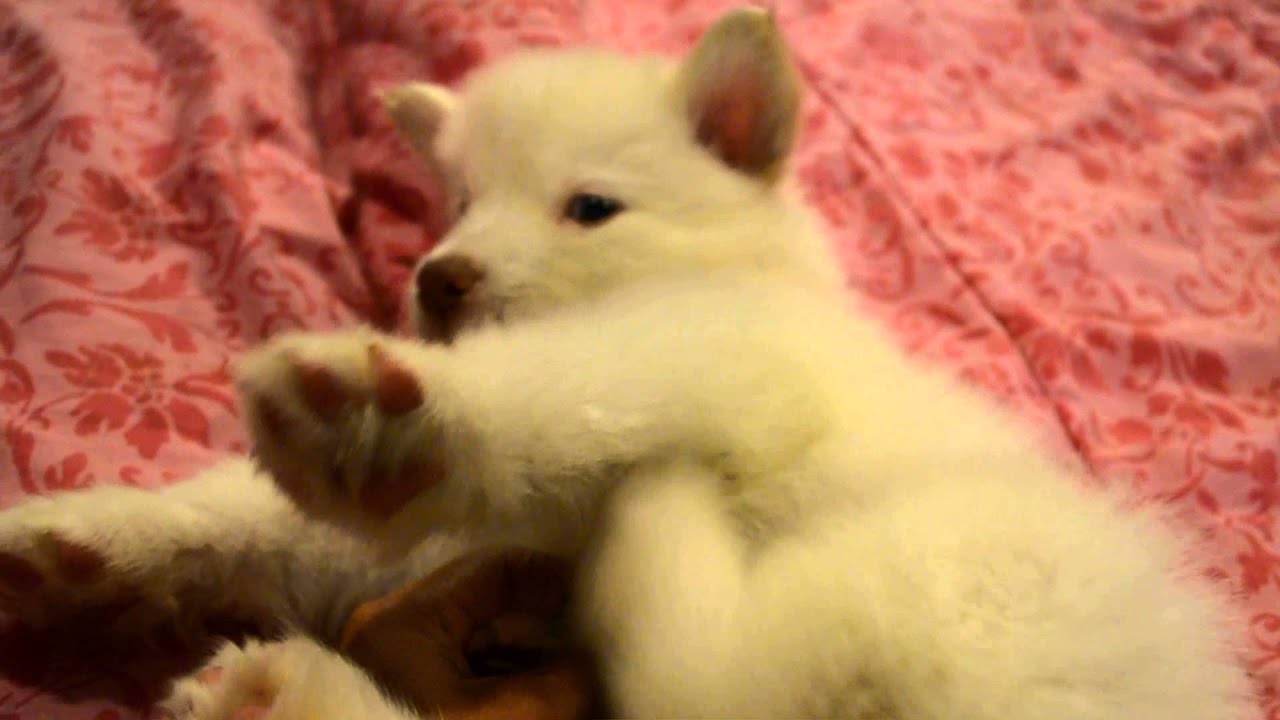 What A Handsome Wolly Coated All White Alaskan Malamute Puppy At 6 Alaskan Malamute Puppy