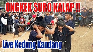 BANTENGAN ONGKEK SURO FEAT BANTENGAN GUO SURO - ADIPATI SURO LIVE KEDUNG KANDANG (Part 2)