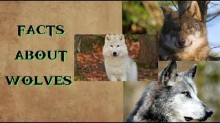 fact about wolves 🐺 #animals #animalfacts #wolves FNFCANMLS