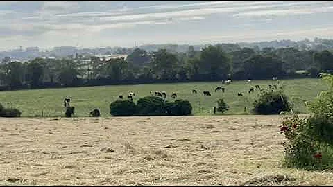 Cow parade on speed