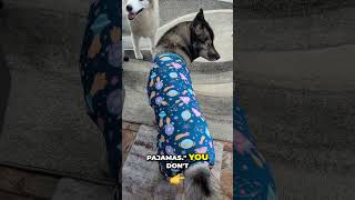 Adorable Husky Tries On Pajamas For The First Time!