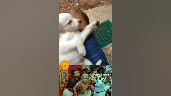 പട്ടി വളർത്തൽ 🤣 malayalam #youtubeshorts #malayalam_shorts