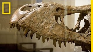 T. Rex Arrives in Washington, D.C. | National Geographic