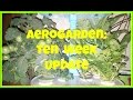 Aerogarden Harvest: Ten week update