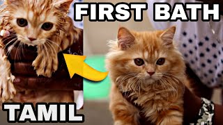 How to bath a persian cat | cat bathing tips | Persian cat | Tamil