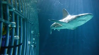 Swimming With Sharks At Point Defiance Zoo! (Washington 🇺🇸)